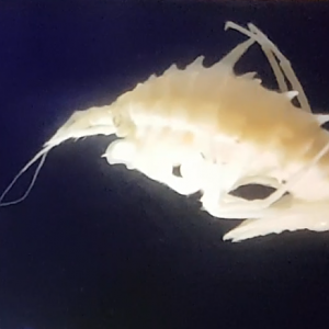 Acanthogammarus godlewskii