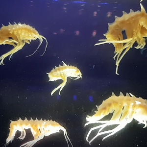 Acanthogammarus reicheryi