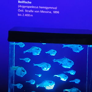 Argyropelecus hemigymnus