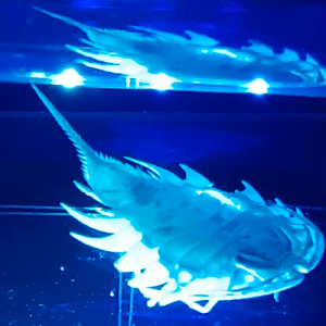 Ceratoserolis nov. spec.