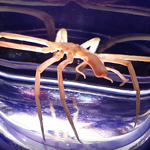 Colossendeis proboscidea