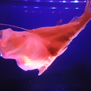 Cryptopsaras couesii