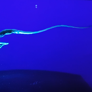 Eurypharynx pelecanoides