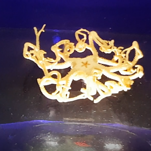 Gorgonocephalus eucnemis