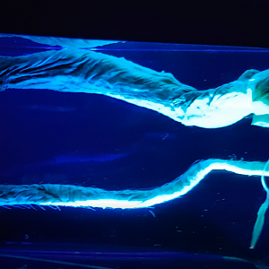 Idiacanthus atlanticus