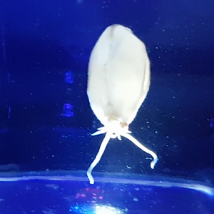 Liocranchia reinhardti