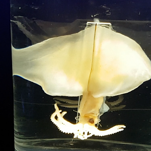 Megnapinna atlantica