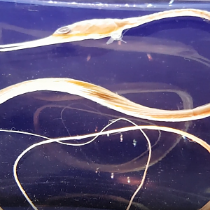 Nemichthys scolopaceus