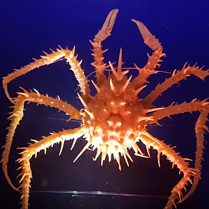 Neolithodes diomedeae