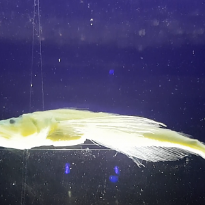 Oilfish - Comephorus dybowskii