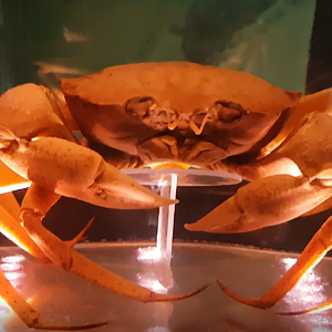 Red deepsea crab - Chaceon affinis