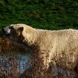 Polar Bear