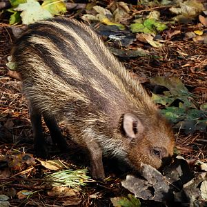 Visayan Warty Piglet
