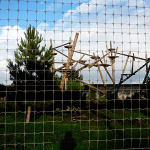 Amur Leopard Heights