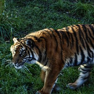 Sumatran Tiger 'Surya'