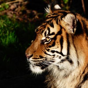 Sumatran Tiger 'Menya'