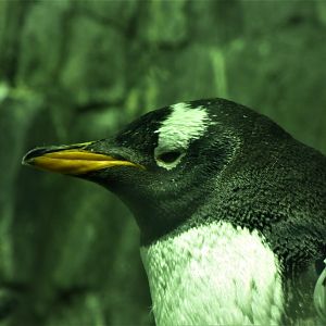 Gentoo Penguin