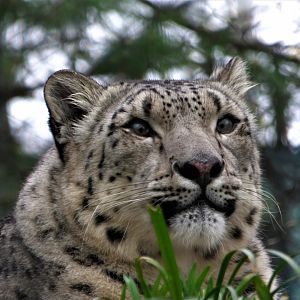 Snow Leopard