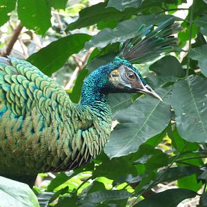 Green Peafowl