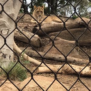 African lion (Panthera leo)