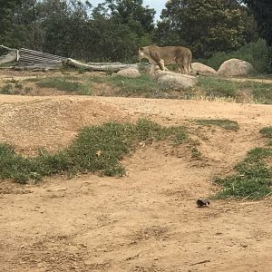 ‘Jarrah’ the female African lion (Panthera leo)