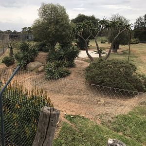 African wild dog enclosure