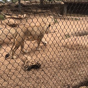 African lion (Panthera leo)