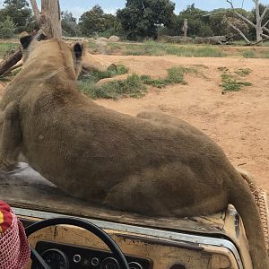African lion (Panthera leo) sitting on safari jeep’s engine