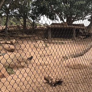 African lions (Panthera leo) resting.