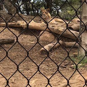 African lion (Panthera leo)