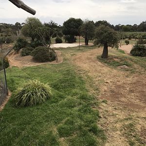 African wild dog enclosure