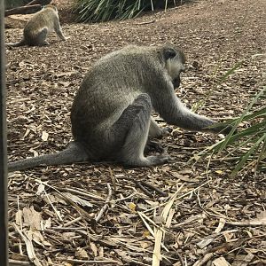 Vervet monkey (Chlorocebus pygerythrus)