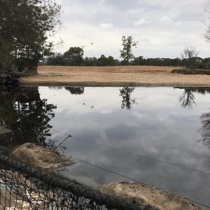 Common hippopotamus enclosure
