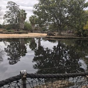 Common hippopotamus enclosure