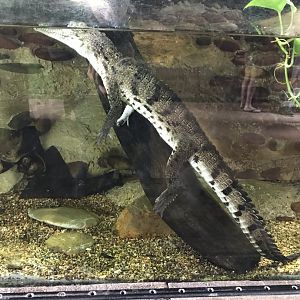 Baby freshwater crocodile (Crocodylus johnstoni)