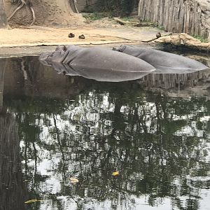 Common hippopotamus (Hippopotamus amphibius)
