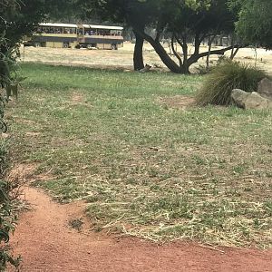 Cheetah (Acinonyx jubatus) and safari bus in the background