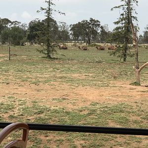 Dromedary camel (Camelus dromedarius)