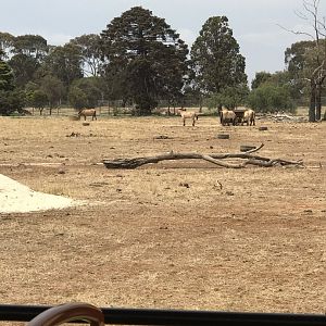 Przewalski's horse (Equus ferus przewalskii)