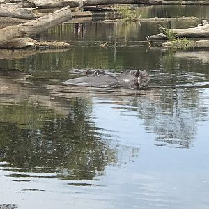 ‘Brindebella’ and ‘Pansy’ the Common hippopotamuses (Hippopotamus amphibius)