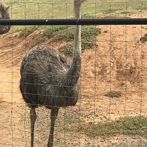 Common ostrich (Struthio camelus)
