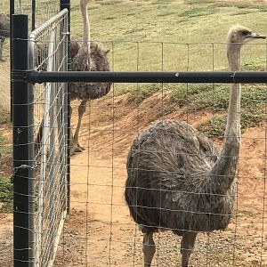 Common ostrich (Struthio camelus)