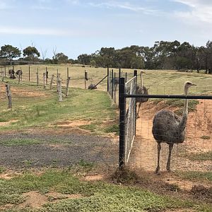 Common ostrich (Struthio camelus)