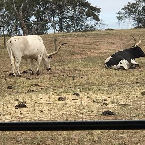 Texas longhorn cattle (Bos taurus)
