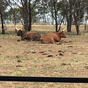 Texas longhorn cattle (Bos taurus)