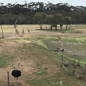 African savannah view from safari bus