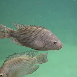 Nile Tilapia (Oreochromis niloticus)
