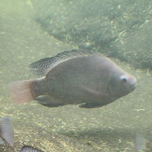 Wroclaw- Cichlid ID?