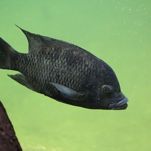 Wroclaw- Cichlid ID?