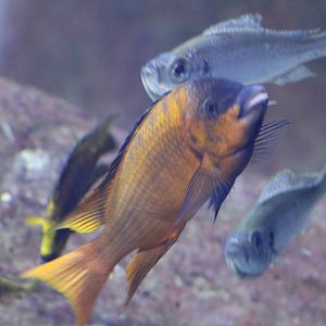 Cichlid taxa - Petrochromis spec. "Red Bulu Point" and Haplotaxodon microlepis